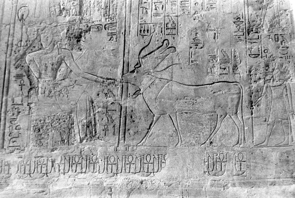Sveti bikovi starog Egipta14 – 16.11.2017.  Muzej afričke umetnosti
